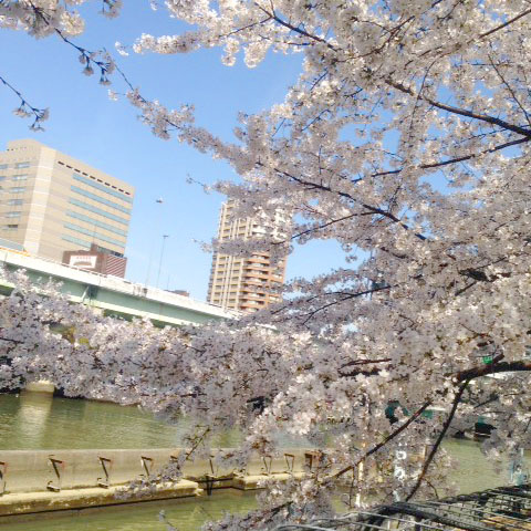 『日本人は桜がお好き。中目黒リサーチ』001.jpgの画像