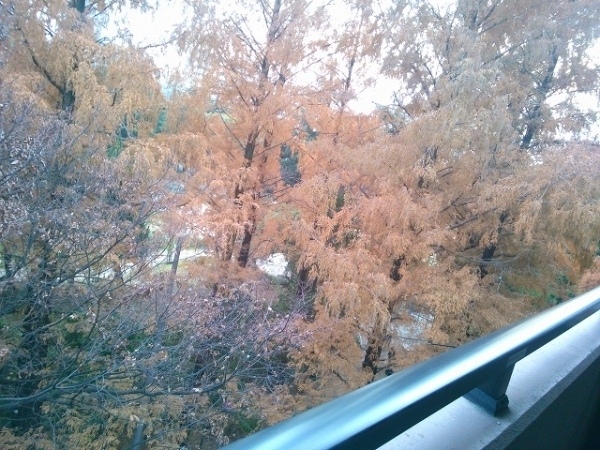 �ؤ��Ĥܸ���VIEW!!!!!������ʪ��β���